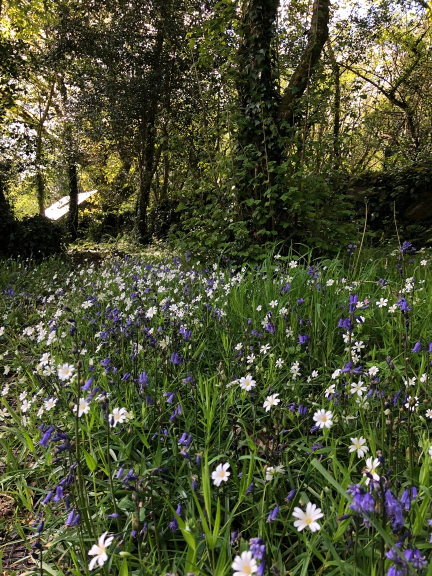 Sligo Forest Retreat エクステリア 写真